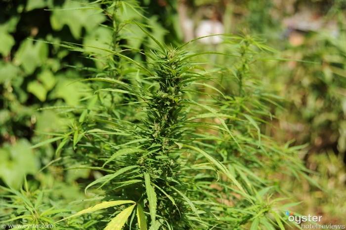 La Marijuana En Jamaique