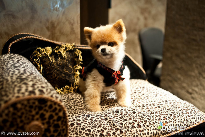 Pooches On Parade The Westminster Dog Show Comes To New York