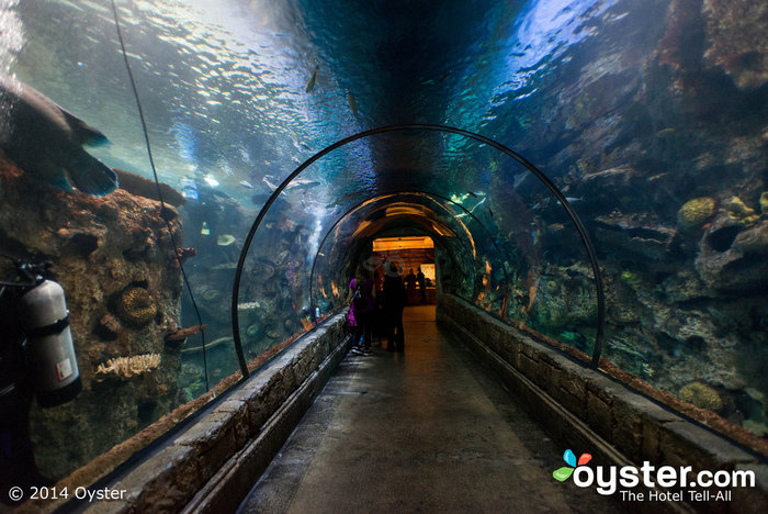 7 Hotels With Awe Inspiring Aquariums Oyster Com