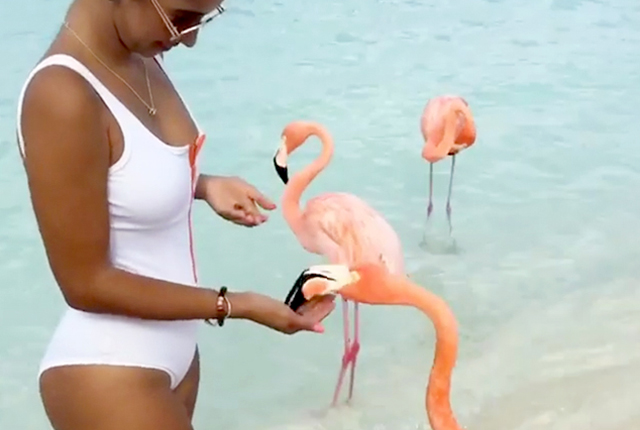 Flamingo Beach In Aruba Lets You Swim With Flamingos