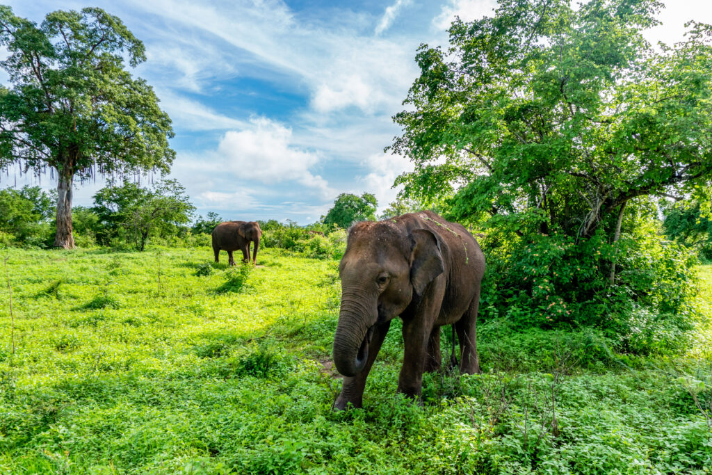 14 Things You Should Know Before Traveling To Sri Lanka Oyster Com