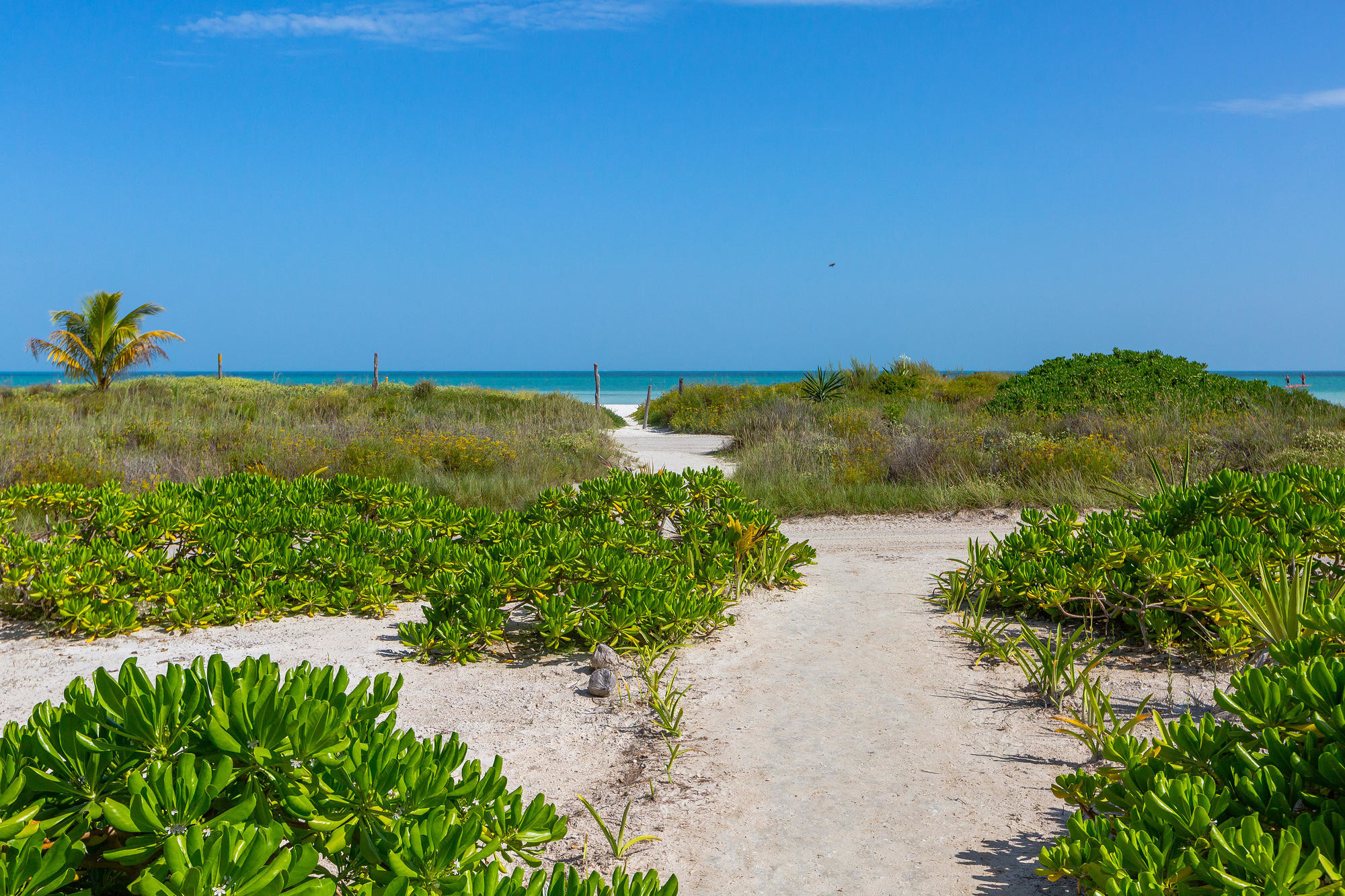 The pristine shoreline of Isla Holbox/Oyster