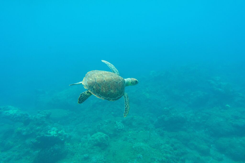 Sea turtle in Saba, Caribbean Netherlands