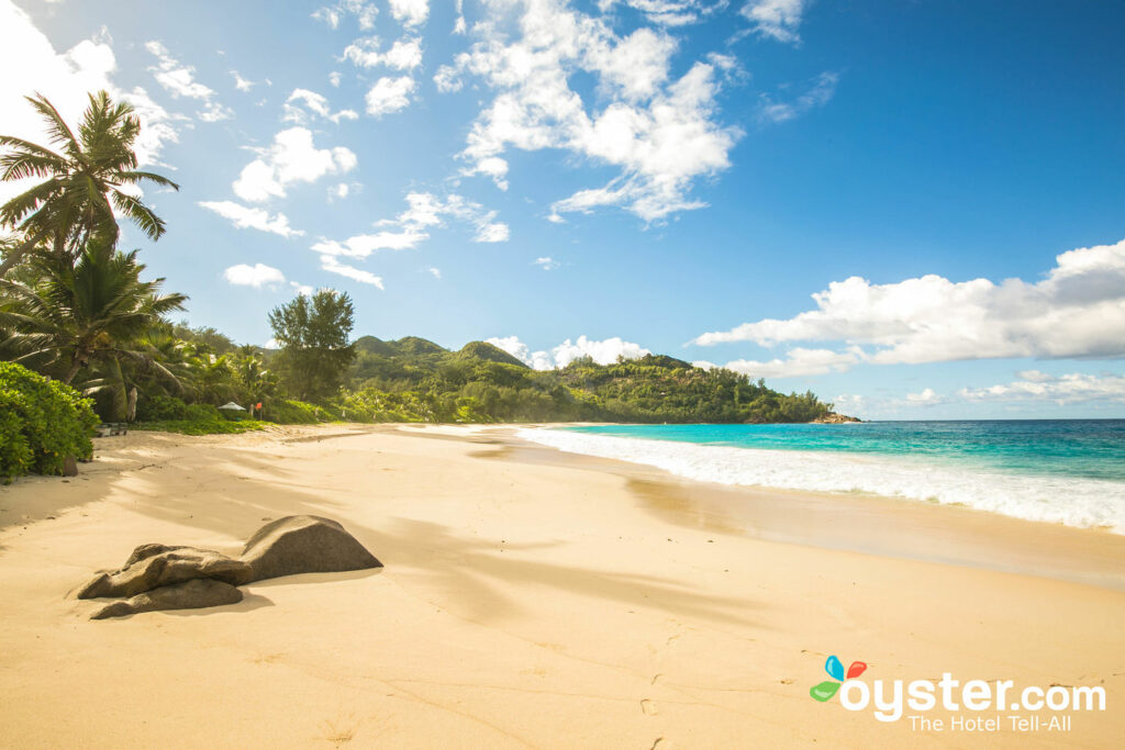 Praia, em, banyan, árvore, seychelles