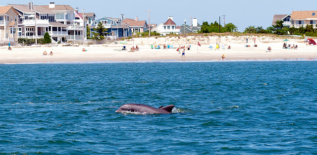 Delfines nadando frente a la costa de Cape May; Crédito de la foto: Flickr.com/mbtrama