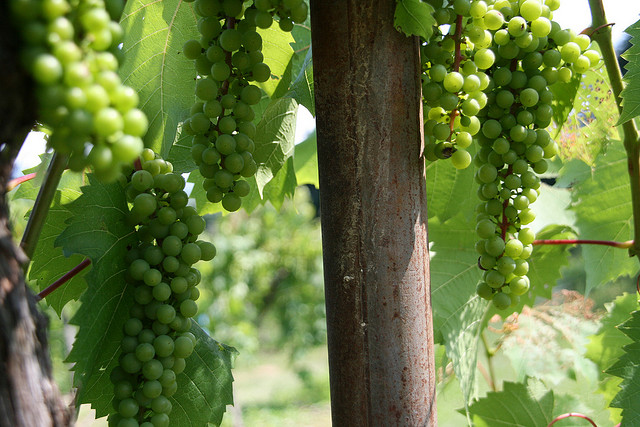 Benmari Winery (Photo credit: Flickr.com/jena76)