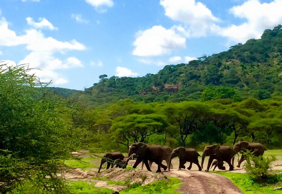 Elefantes cruzando nuestro camino en el lago Manyara