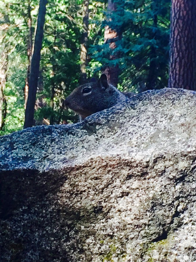 Cet écureuil m'a suivi jusqu'à un rocher pour mendier de la nourriture. Crédit photo: Margot Bigg