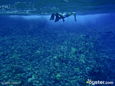 Go snorkeling at Molokini Crater, one of Maui's best snorkeling spots