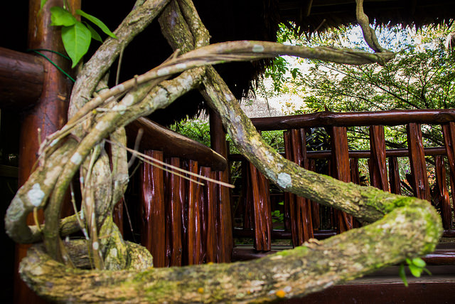 Foto de videira de ayahuasca por Paul Hessell via Flickr