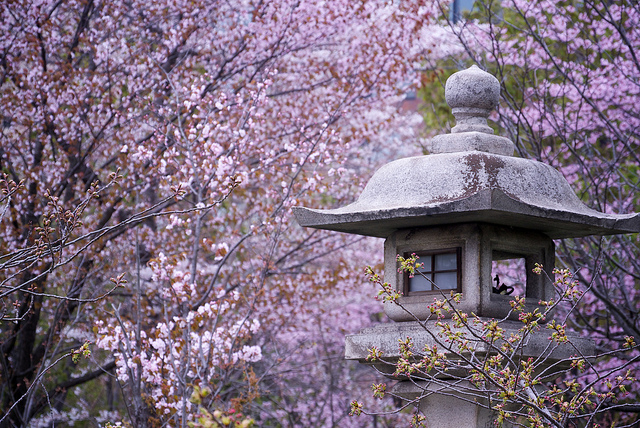 Dónde encontrar los cerezos en flor más bonitos en Japón - Viajar