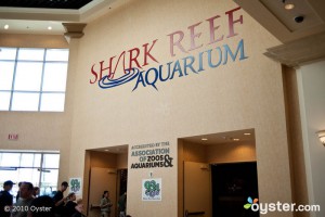 Das Shark Reef Aquarium in der Mandalay Bay