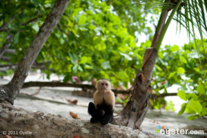 Spot a white-faced capuchin monkey in Costa Rica?