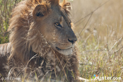 Botswana es una de las principales selecciones de Oyster.com para la observación de vida silvestre.