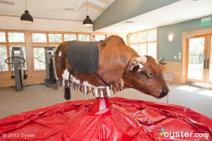 Brutus at the Fitness Center at the Travaasa Austin