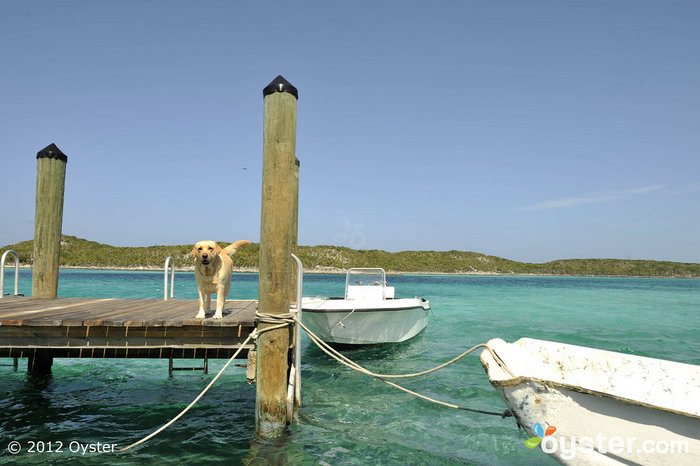 Tom pode estar procurando o melhor amigo do homem: Dock at Fowl Cay