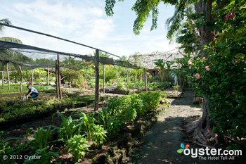 The organic garden at Belize's Turtle Inn is just one of the resort's many eco-practices.