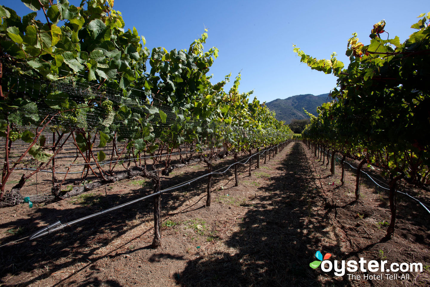 Vineyards in NorCal's Carmel Valley