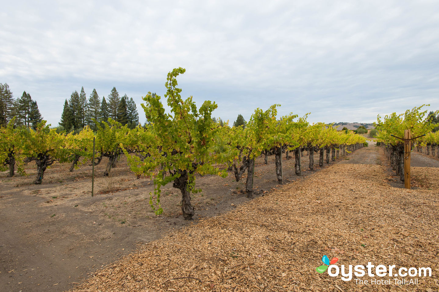 Vineyards at Vintners Inn