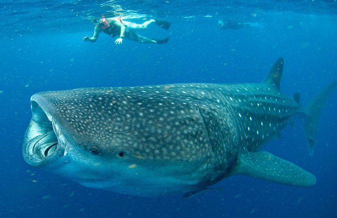 Swim With Whale Sharks in Cancun/Viator
