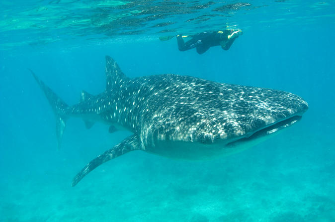 Aventura en grupo de tiburón ballena desde Isla Holbox / Viator