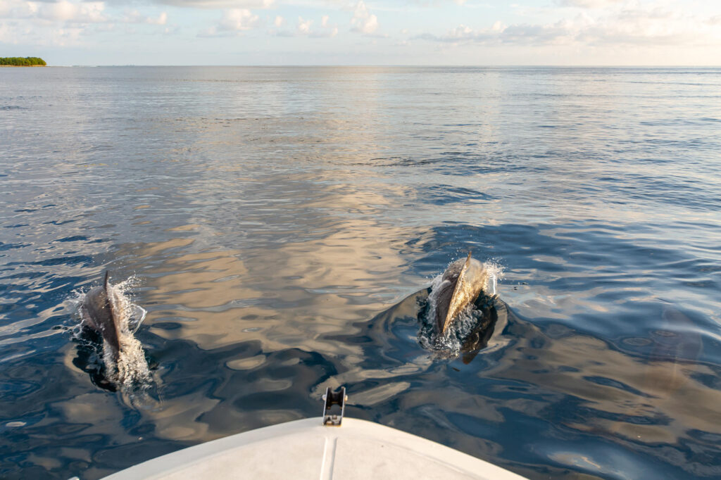 Sunset Dolphin Cruise at the Soneva Jani