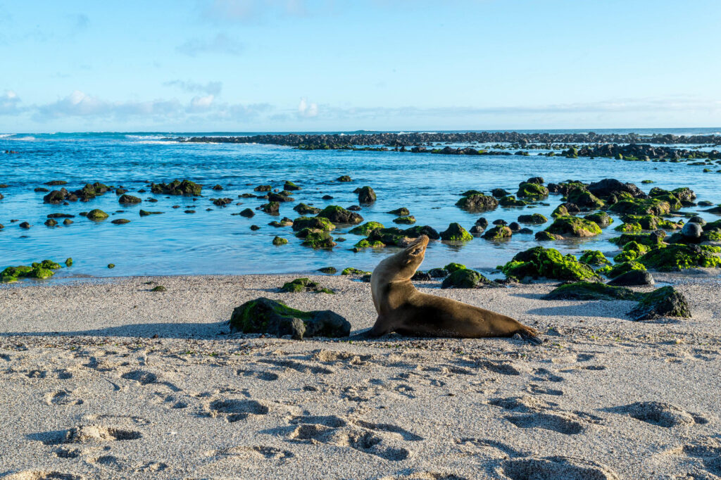 Sea lions on the beach in the Galapagos Islands