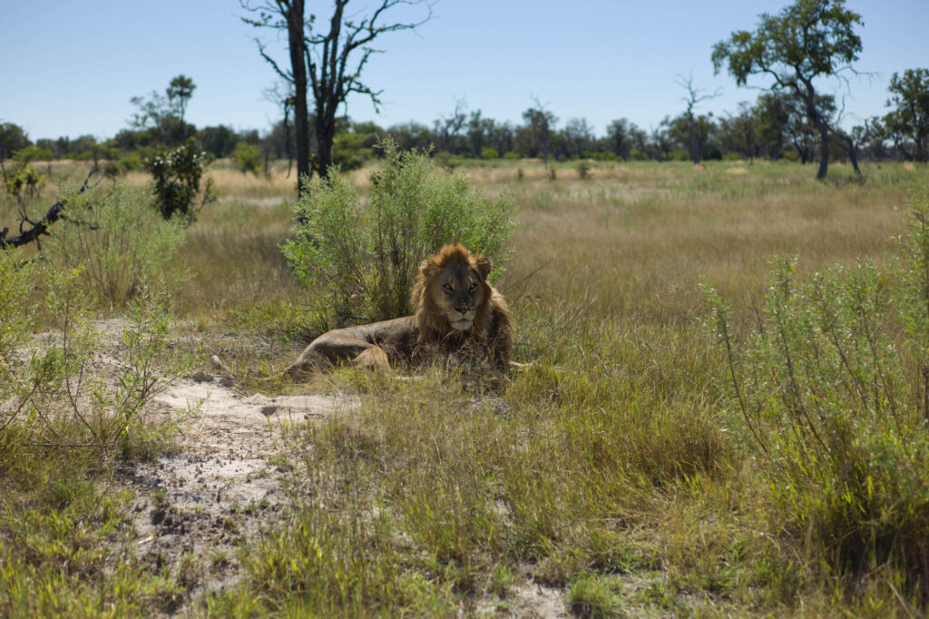 Lion on Safari in Botswana