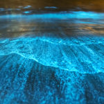 Bioluminescent waves in Jervis Bay, Australia