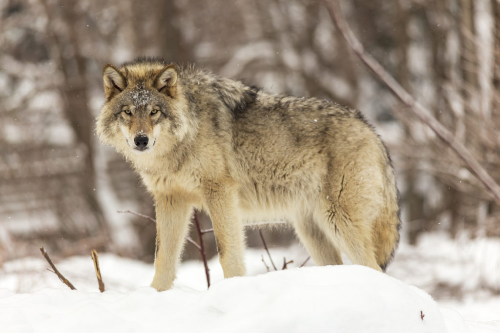 Winter - Watching Wildlife (U.S. National Park Service), winter 