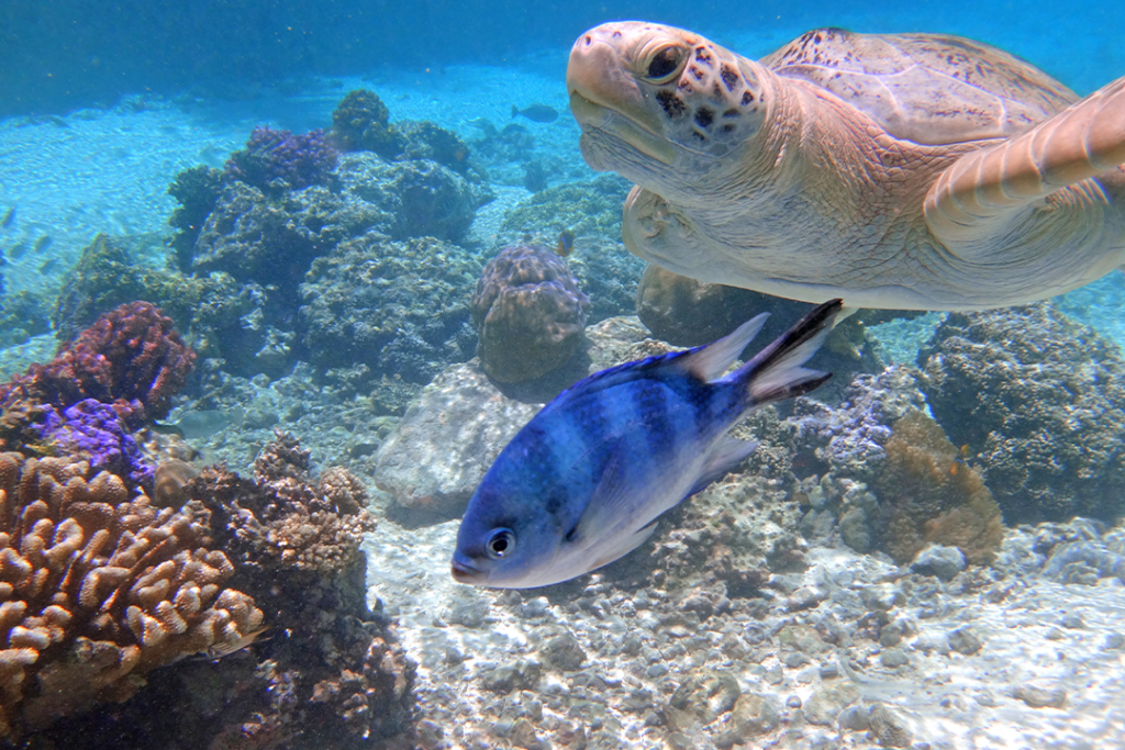 Underwater view of a tropical sea turtle in the Bora Bora lagoon, French Polynesia