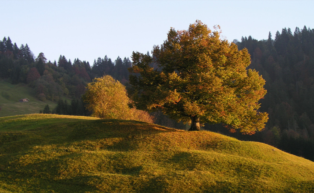 Alpine meadow autumn mountains Karwendel autumn Bavaria
