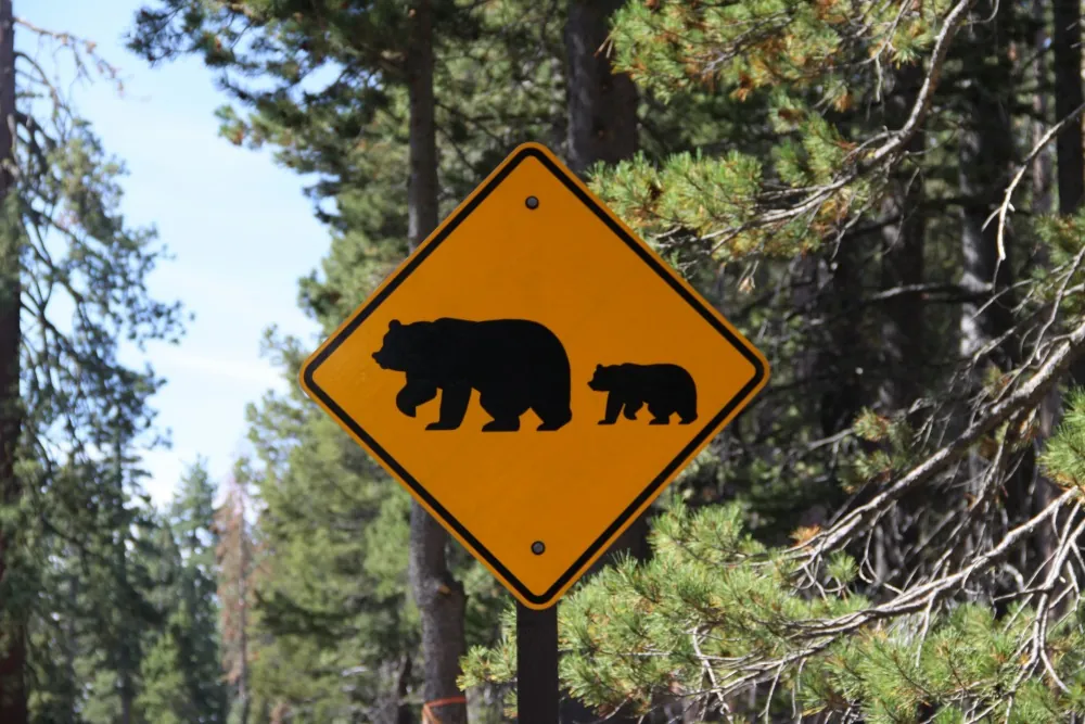 Crossing Bear Sign in Yosemite National Park